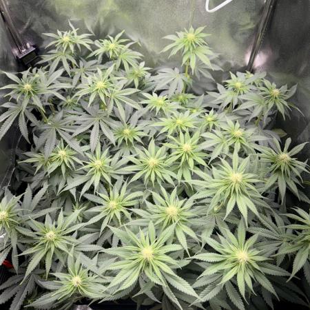 Vier Keulen für ein Halleluja