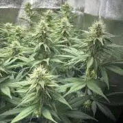 Vier Keulen für ein Halleluja