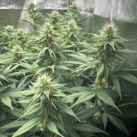 Vier Keulen für ein Halleluja