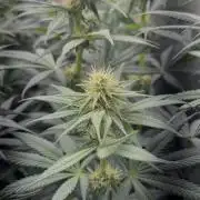 Vier Keulen für ein Halleluja