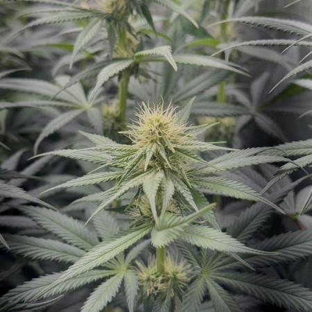 Vier Keulen für ein Halleluja