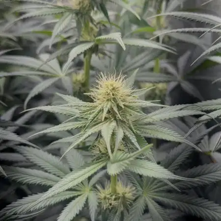 Vier Keulen für ein Halleluja