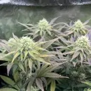 Vier Keulen für ein Halleluja