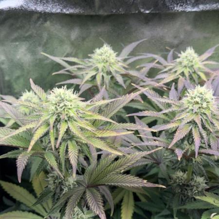 Vier Keulen für ein Halleluja