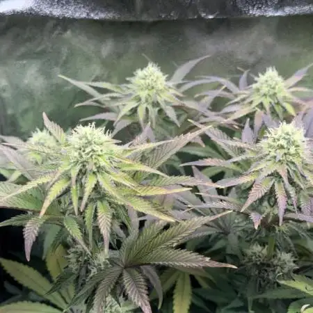 Vier Keulen für ein Halleluja