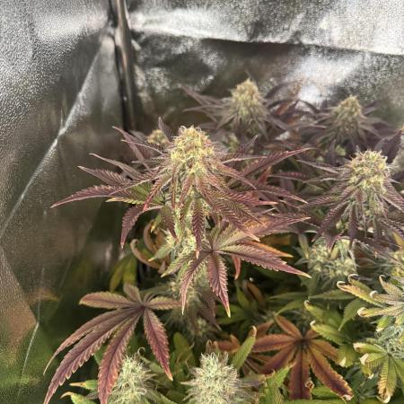 4 Keulen für ein Halleluja