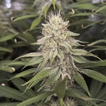 Vier Keulen für ein Halleluja