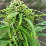 Ultra Early Love outdoor grow