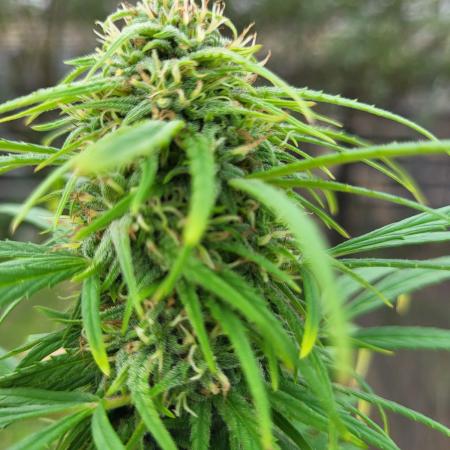 Ultra Early Love outdoor grow