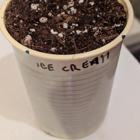 Druhý Mušketýr Round 1.