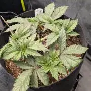 Třetí Mušketýr Round 1.