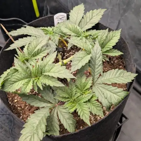 Třetí Mušketýr Round 1.