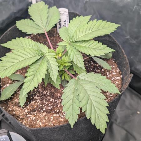 Třetí Mušketýr Round 1.