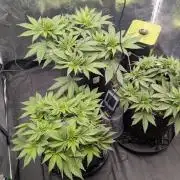 Třetí Mušketýr Round 1.