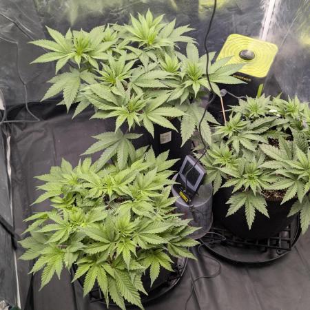 Druhý Mušketýr Round 1.