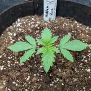 Třetí Mušketýr Round 1.