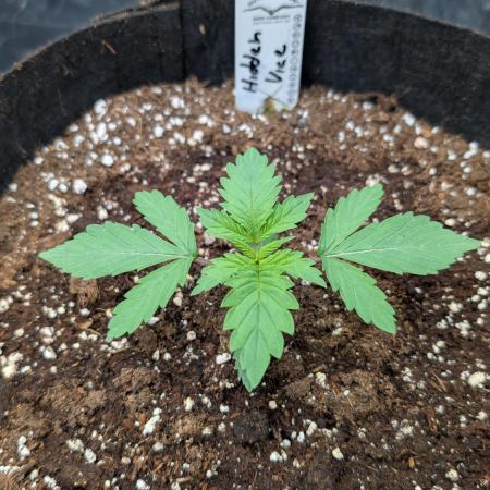 Třetí Mušketýr Round 1.