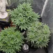 První Mušketýr Round 1.