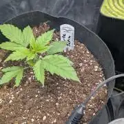 První Mušketýr Round 1.