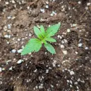 První Mušketýr Round 1.