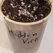 Třetí Mušketýr Round 1.