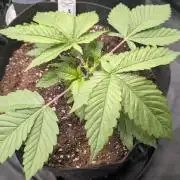 Druhý Mušketýr Round 1.