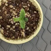 Třetí Mušketýr Round 1.