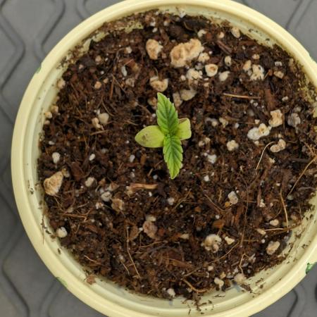 První Mušketýr Round 1.