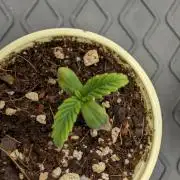 Druhý Mušketýr Round 1.