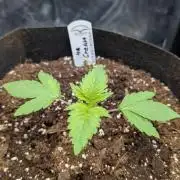 Druhý Mušketýr Round 1.