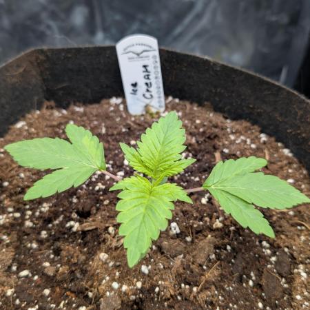 Druhý Mušketýr Round 1.