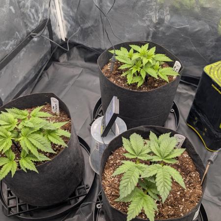 Třetí Mušketýr Round 1.