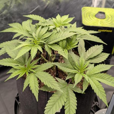 První Mušketýr Round 1.