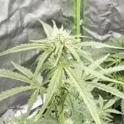 First grow video
