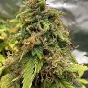 First grow