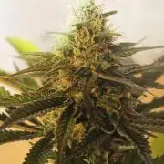 Critical Madarine von Traphouse Genetics