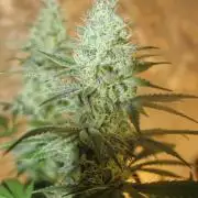 Banana Kush - GermanBulkSeeds