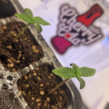Cherry Cola Auto F3 FastBuds - @Andy497_