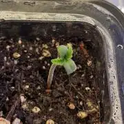 Cherry Cola Auto F3 FastBuds - @Andy497_