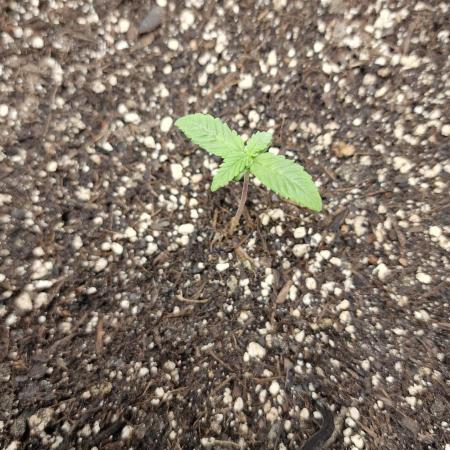 Cherry Cola Auto F3 FastBuds - @Andy497_