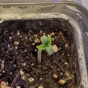 Cherry Cola Auto F3 FastBuds - @Andy497_