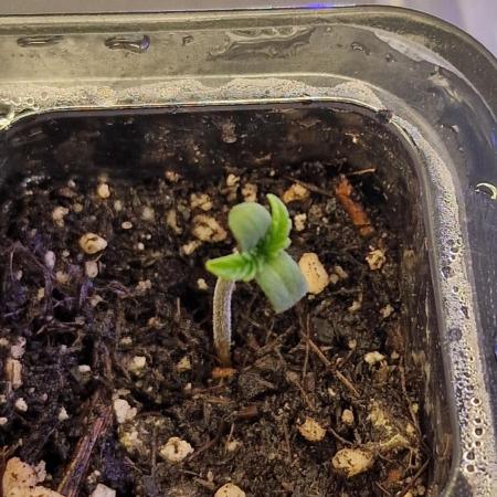 Cherry Cola Auto F3 FastBuds - @Andy497_