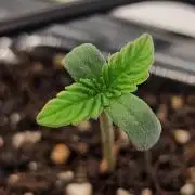 Cherry Cola Auto F3 FastBuds - @Andy497_