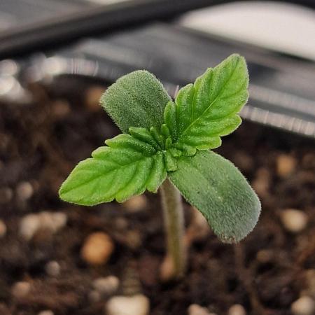 Cherry Cola Auto F3 FastBuds - @Andy497_