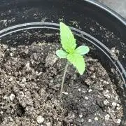 Jive Turkey - First Grow