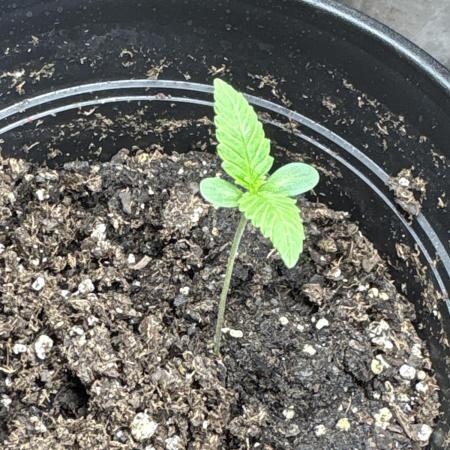 Jive Turkey - First Grow