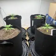 First Grow
