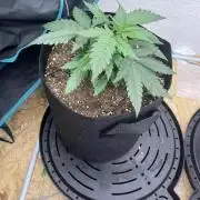 First Grow
