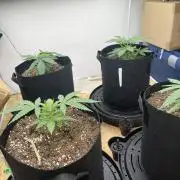 First Grow