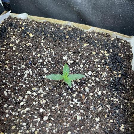 1stGrow CHEESE AUTOFLOWER from ZenSeeds